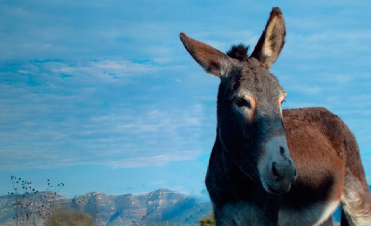 Burrito Fiestero Durango