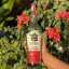 Seňor Sotol Ensamble  0,7l 43%