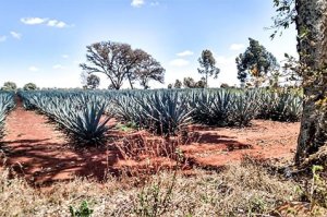 Tequila