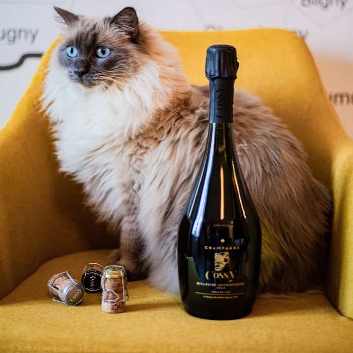 Champagne COSSY Millésime Sophistiquée 2013 Extra Brut 0,75l 12%