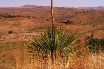 Sotol