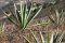 Mezcal
