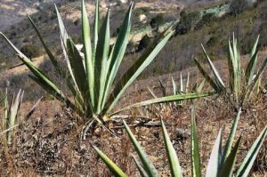 Mezcal