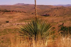 Sotol