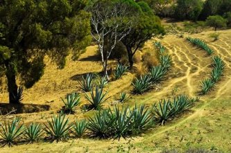 Agáve, příběh rostliny, která dala světu mezcal a tequilu