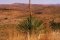 Sotol