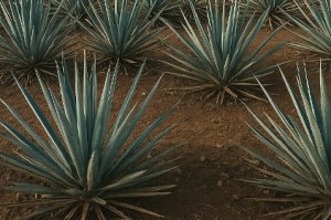 Mezcal