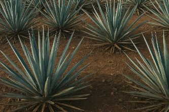 Mezcal