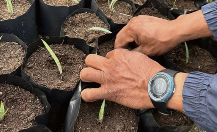 Udržitelnost mezcalu