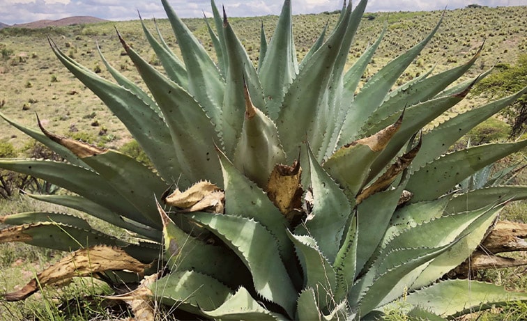 Agáve Durango